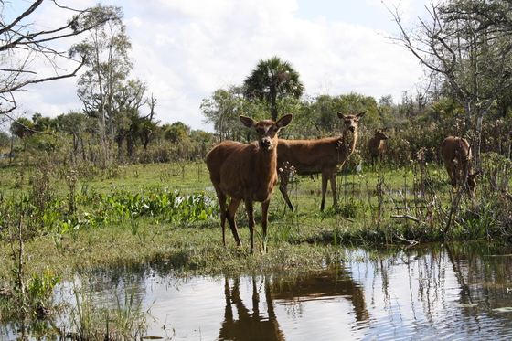 Everglades National Park