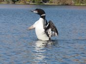 Whiye MT national Forest