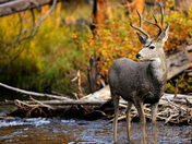 Yellowstone National Park