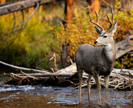 Yellowstone National Park