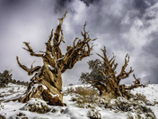 Ancient Bristlecone Pine Forest