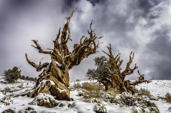 Ancient Bristlecone Pine Forest