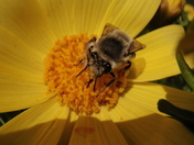 channel islands national park