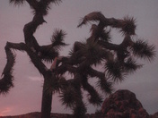 Joshua tree national park