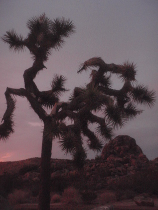 Joshua tree national park