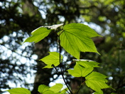 Great Smoky Mountains National Park