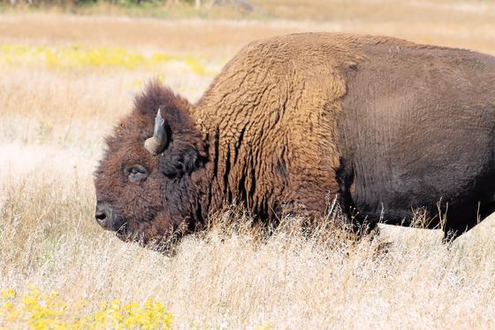  Wichita Mountains Wildlife Refuge 