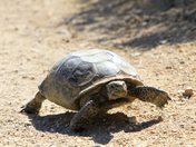 Joshua Tree National Park