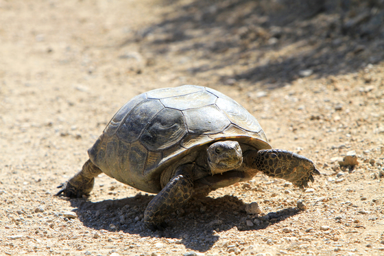 Joshua Tree National Park