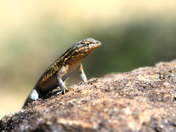 Joshua Tree National Park