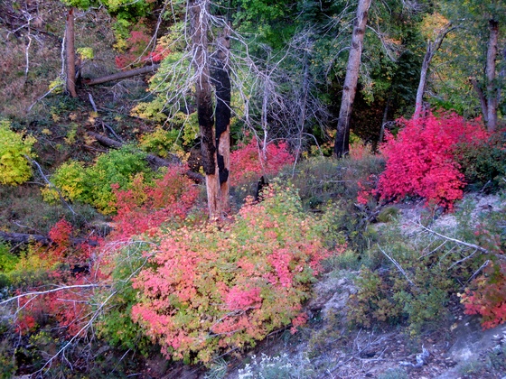 Zion National Park