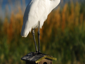 Chincoteague National Wildlife Refuge