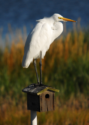 Chincoteague National Wildlife Refuge
