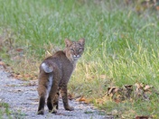 Crab Orchard Wildlife Refuge
