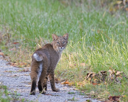 Crab Orchard Wildlife Refuge