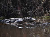 Alligator River