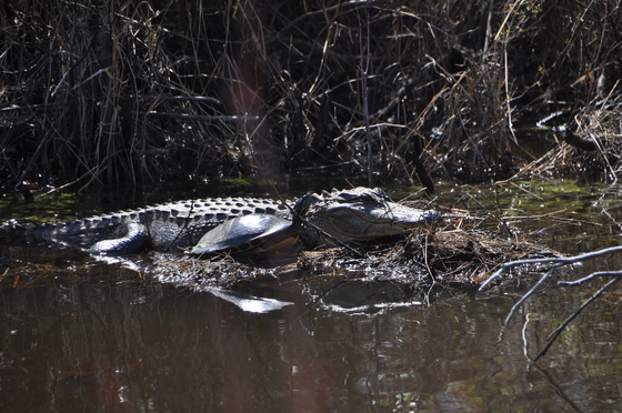 Alligator River