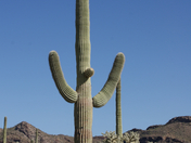 Organ Pipe Cactus National Momument
