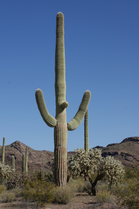 Organ Pipe Cactus National Momument