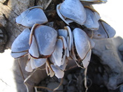 Olympic National Park