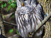 Barred Owl