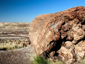 Petrified Forest National Park