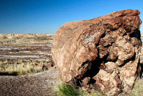 Petrified Forest National Park