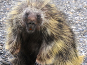 Denali NP & Preserve