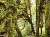 Hoh National Rain Forest