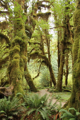Hoh National Rain Forest