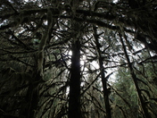 Hoh National Rain Forest