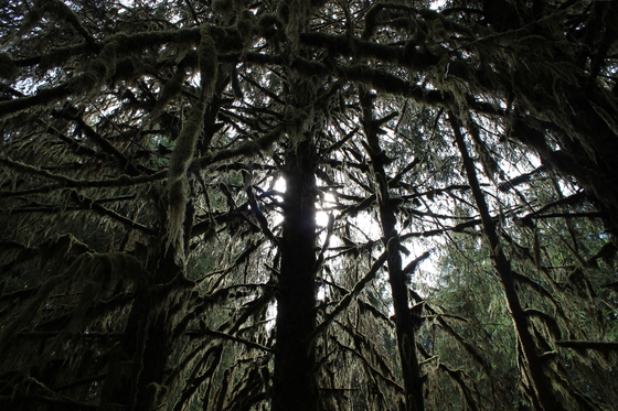 Hoh National Rain Forest