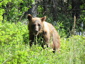 Glacier National Park