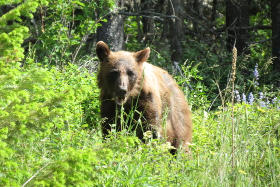 Glacier National Park