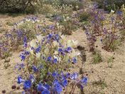 Joshua Tree National