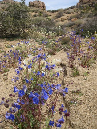 Joshua Tree National