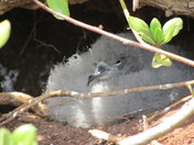 Kilauea Point National Wildlife Refuge