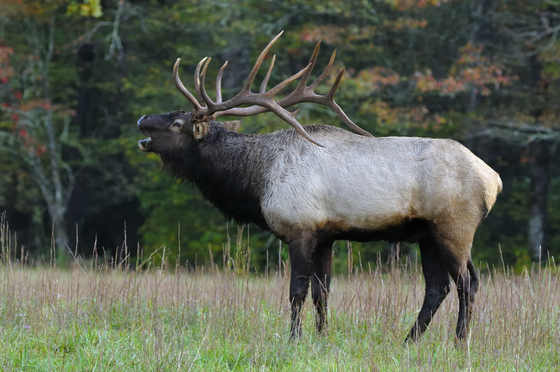 Great Smoky Mountains National Park