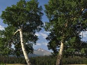 Rockty Mountain National Park