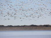 Chincoteague National Wildlife Refuge