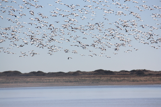 Chincoteague National Wildlife Refuge