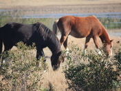 Chincoteague National Wildlife Refuge