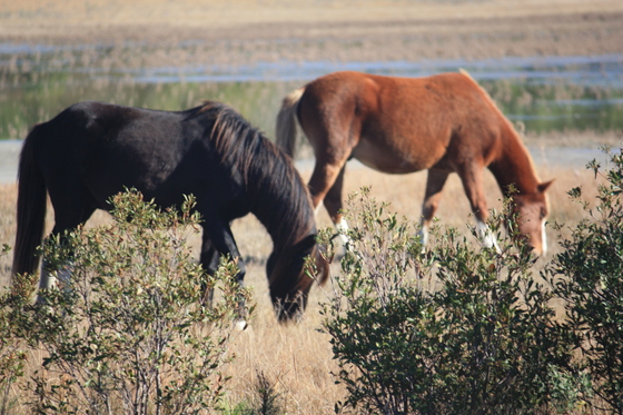 Chincoteague National Wildlife Refuge