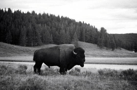Yellowstone National Park