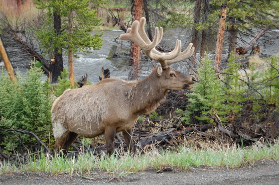 Yellowstone National Park