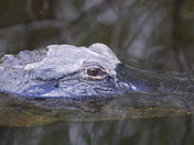 Everglades National Park