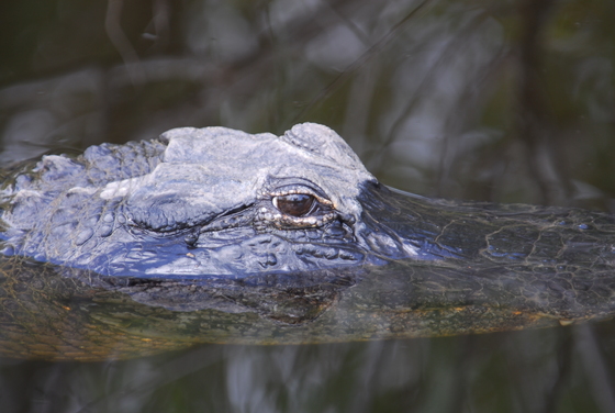 Everglades National Park