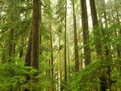 Olympic National Park