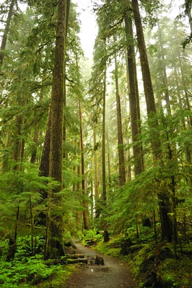 Olympic National Park