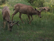 Rocky Mt National Park